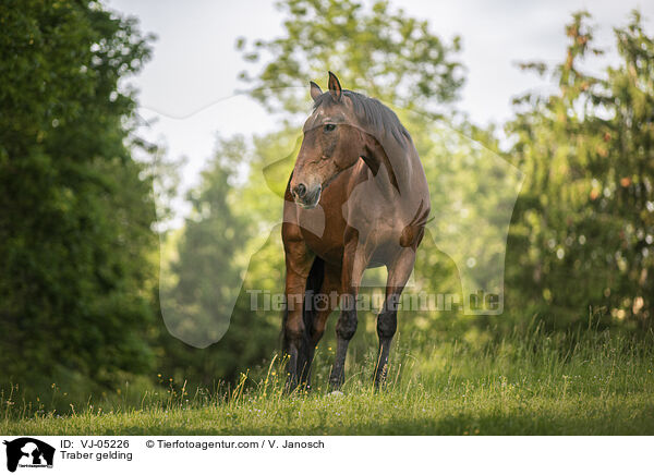 Traber gelding / VJ-05226