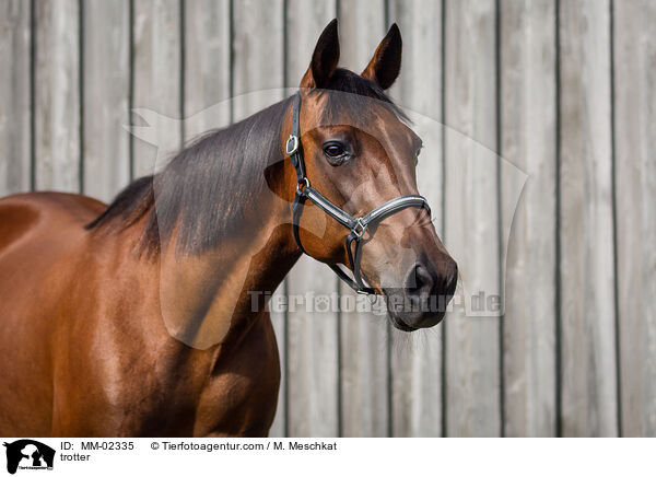 Traber / trotter / MM-02335