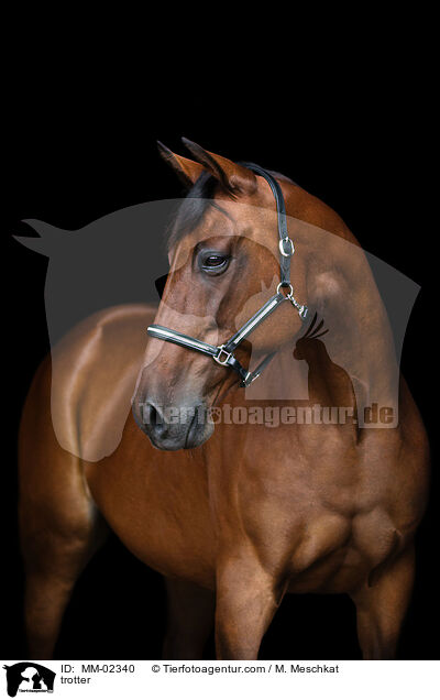 Traber / trotter / MM-02340