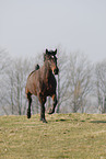 horse on meadow