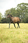 trotting trotter