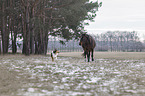 trotter and dog