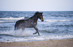 Trotter on the beach