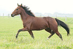 trotting trotter