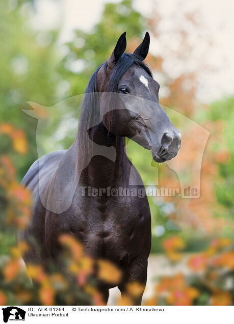 Ukrainer Portrait / Ukrainian Portrait / ALK-01264