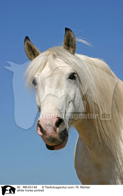 weies Pferd im Portrait / white horse portrait / RR-00146