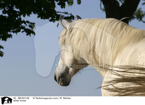 weies Pferd / white horse / RR-00148