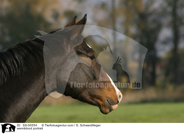 warmblood portrait / SS-00554