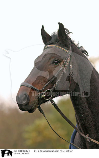 Pferdeportrait / horse portrait / RR-00871