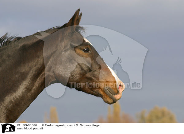 Warmblut Portrait / warmblood portrait / SS-00586