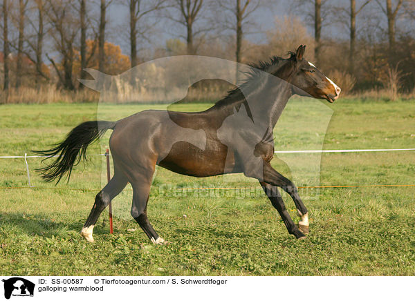 galoppierendes Warmblut / galloping warmblood / SS-00587