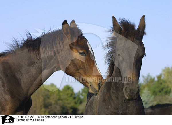 Warmblter im Doppelportrait / Portrait of two horses / IP-00027