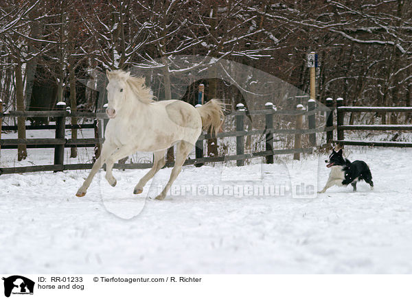 Pferd & Hund / horse and dog / RR-01233