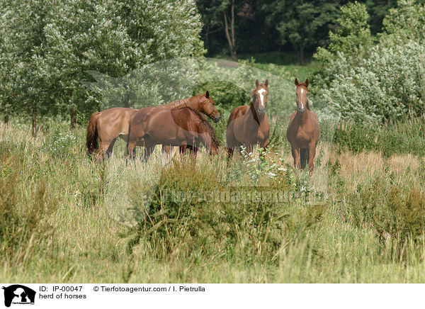 Pferdeherde auf der Koppel / herd of horses / IP-00047