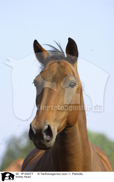 Pferdekopf / horse head / IP-00077
