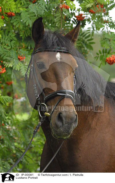 Lusitano Portrait / Lusitano Portrait / IP-00081