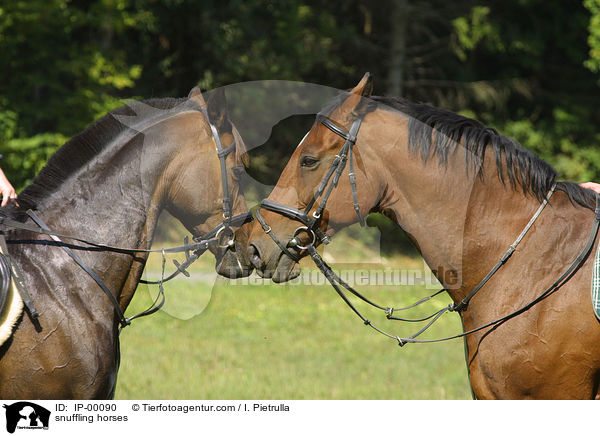 Pferde beim beschnuppern / snuffling horses / IP-00090