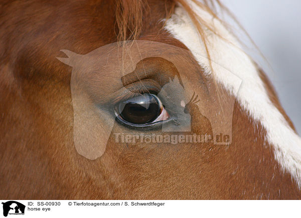 horse eye / SS-00930