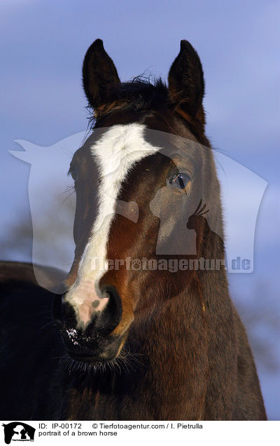 Brauner mit Blesse / portrait of a brown horse / IP-00172