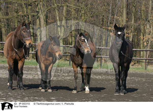 vier Pferde / four horses / IP-00310