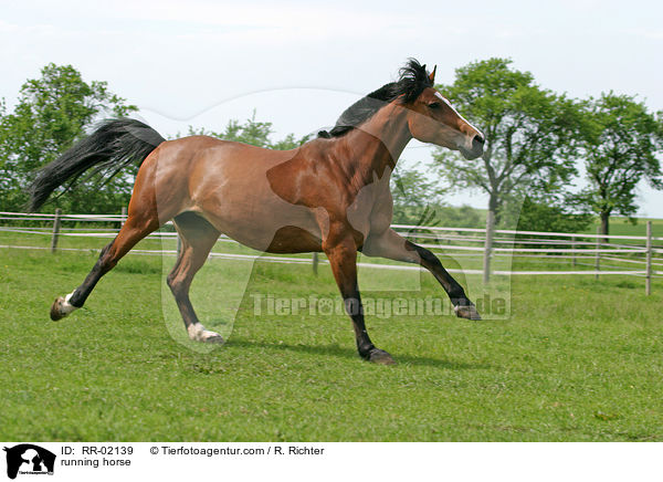 Pferd im Galopp / running horse / RR-02139