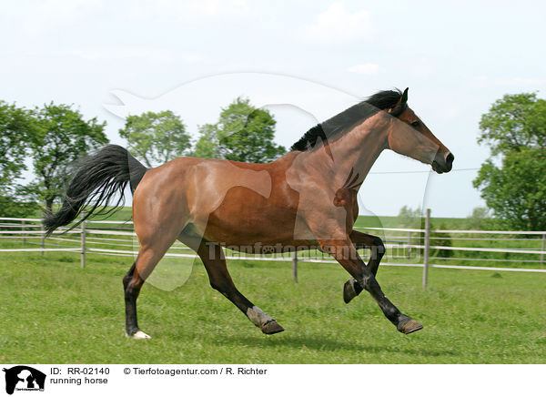 Pferd im Galopp / running horse / RR-02140