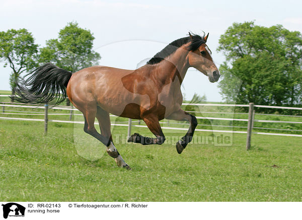 Pferd im Galopp / running horse / RR-02143