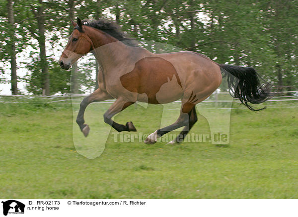 Pferd im Galopp / running horse / RR-02173