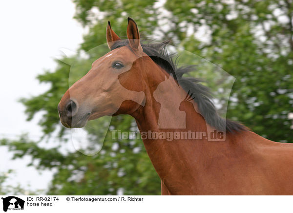 Pferd im Portrait / horse head / RR-02174