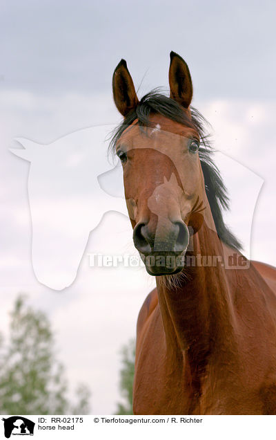 Pferd im Portrait / horse head / RR-02175