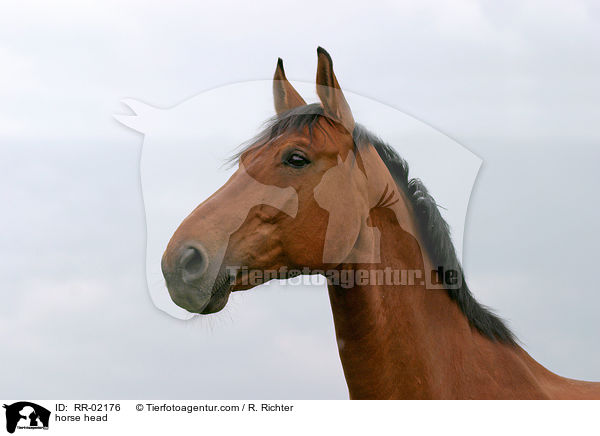 Pferd im Portrait / horse head / RR-02176