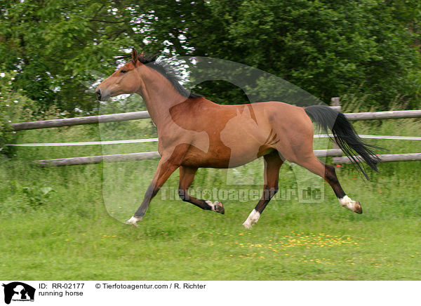 trabendes Pferd / running horse / RR-02177