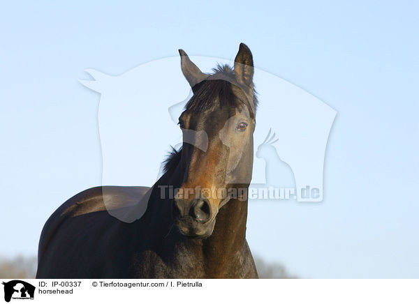 Pferd im Portrait / horsehead / IP-00337