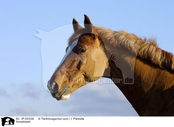 Pferd im Portrait / horsehead / IP-00338