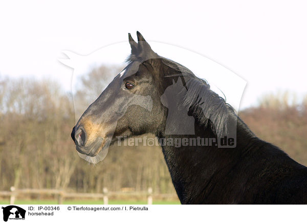 Pferd im Portrait / horsehead / IP-00346