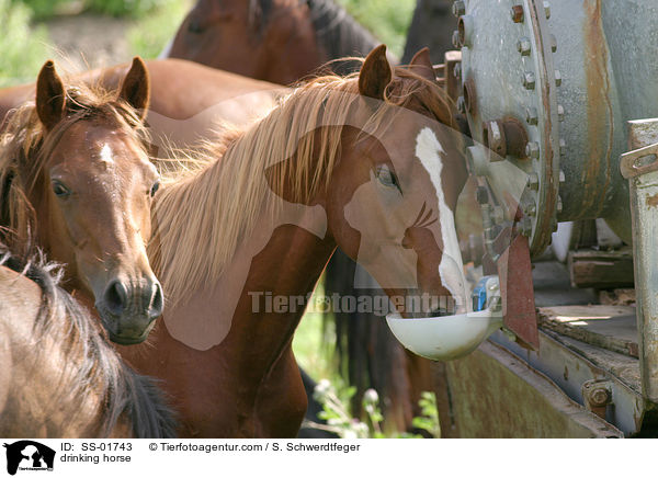 Pferde an der Trnke / drinking horse / SS-01743