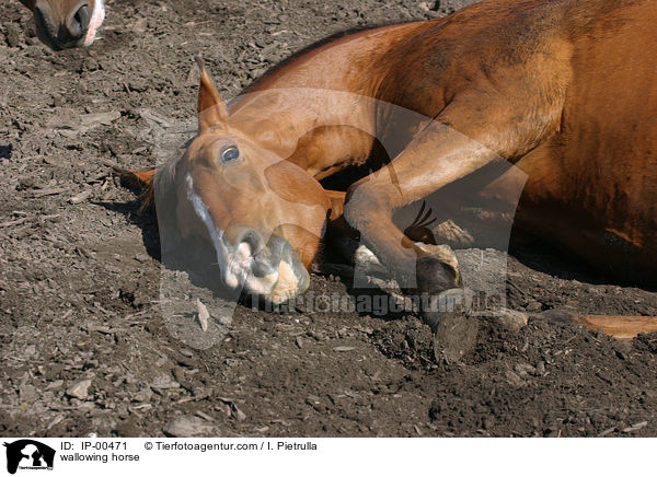 Pferd beim wlzen / wallowing horse / IP-00471