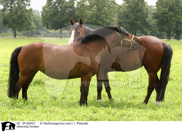 Pferde bei der Fellpflege / cleaning horses / IP-00501