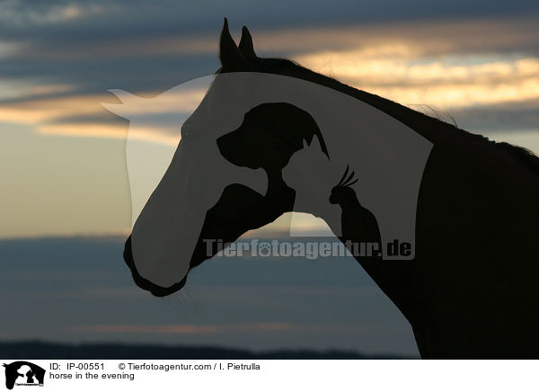 Pferdeportrait im Abendlicht / horse in the evening / IP-00551