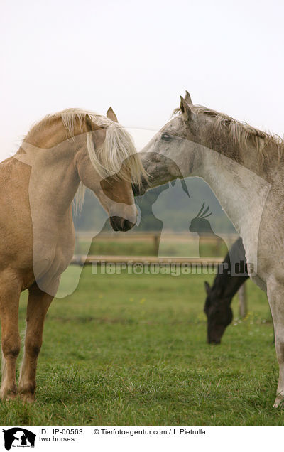 Zwei Pferde / two horses / IP-00563