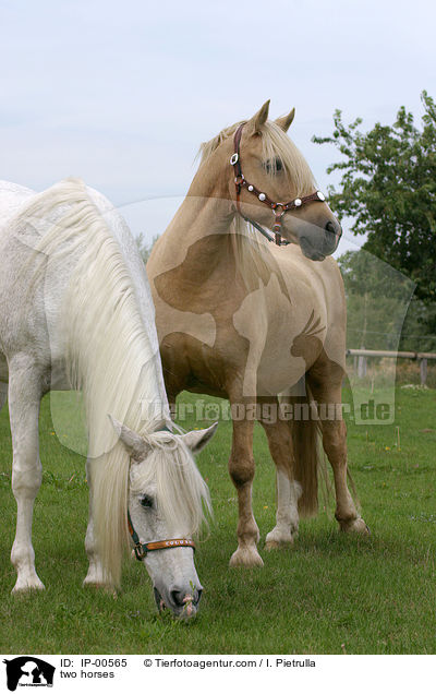 Zwei Pferde / two horses / IP-00565