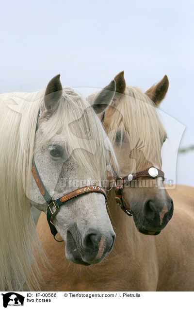 Zwei Pferde / two horses / IP-00566