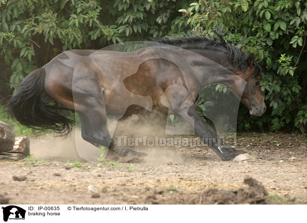 Pferd bei einer Vollbremsung / braking horse / IP-00635