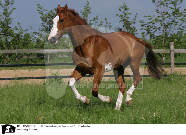 Selle Francais im Galopp / running horse / IP-00656