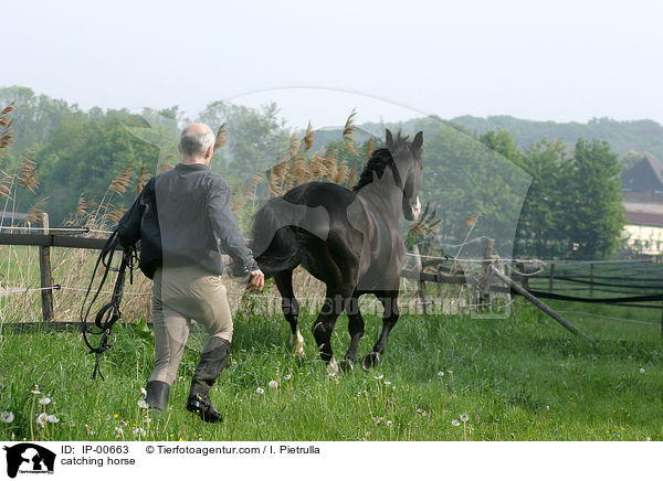 Reiter mchte sein Pferd einfangen / catching horse / IP-00663