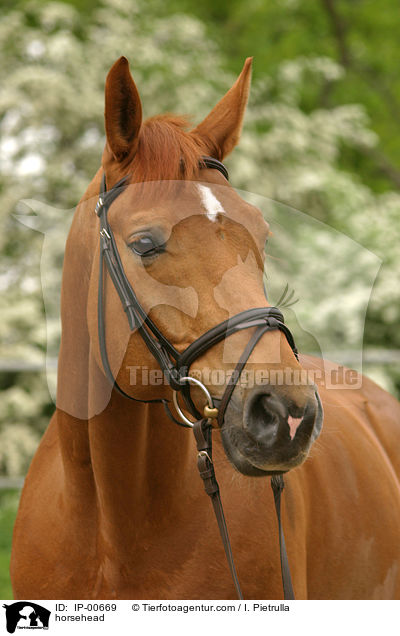 Pferd im Portrait / horsehead / IP-00669