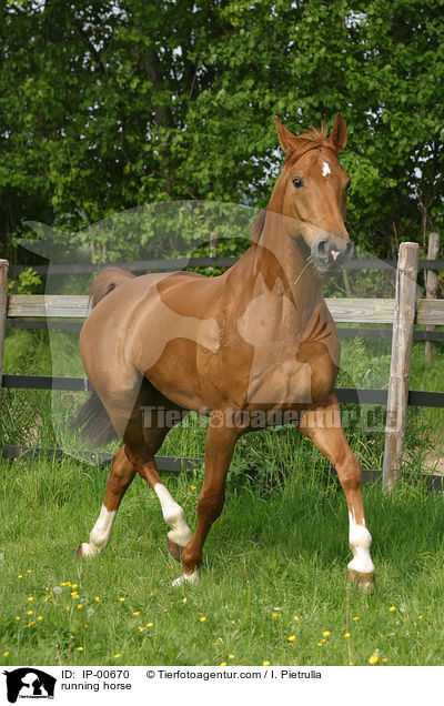 trabendes Pferd / running horse / IP-00670