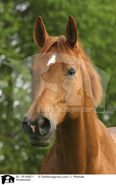 Pferd im Portrait / horsehead / IP-00671