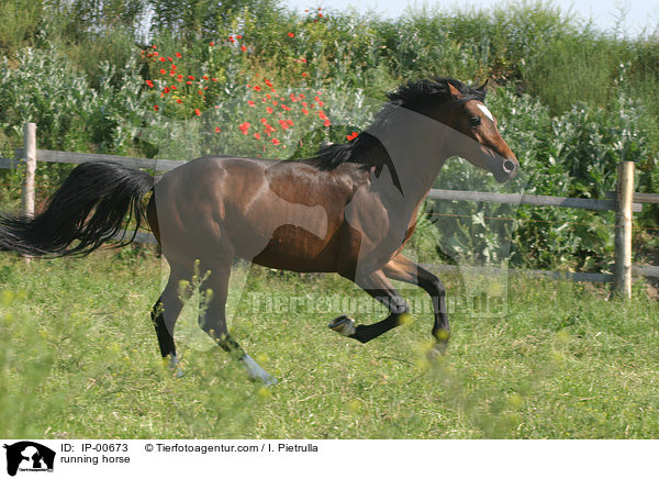 galoppierendes Reitpferd / running horse / IP-00673