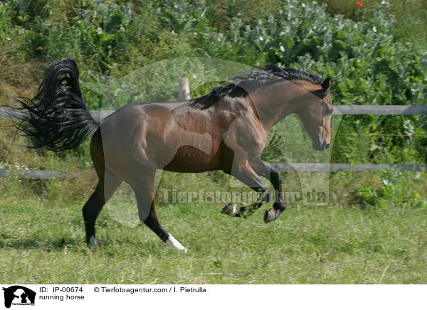 running horse / IP-00674